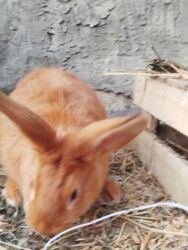 Dovşanlar: Temiz Burgun balalar. var satiwda diwi ve erkey 1 erkey 2 diwi — 4