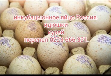 индюки на продажу: Яйцо индюка бронза 160 сом. россия яйцо кур. Кученко 55 сом россия