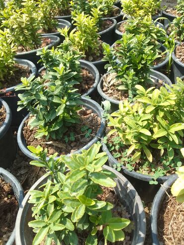 Digər bitkilər: Şimşad bitkisi bağlar, parklar və landşaft dizaynında geniş istifadə — 6