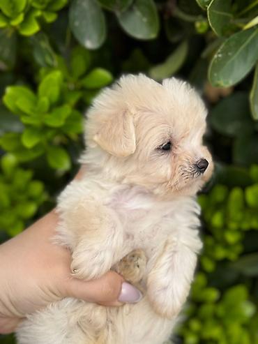 İtlər: 3 ay, Dişi, Peyvəndli, Ünvandan götürmə — 6