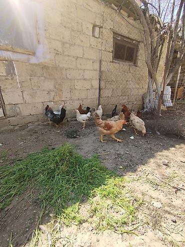 Xoruzlar: Xoruz, il: <1, Ünvandan götürmə — 7