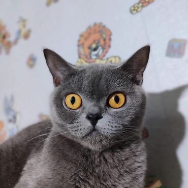 иттер ош: Продаю шотландскую кошечку 😻девочка😻скоттиш-страйт,окрас