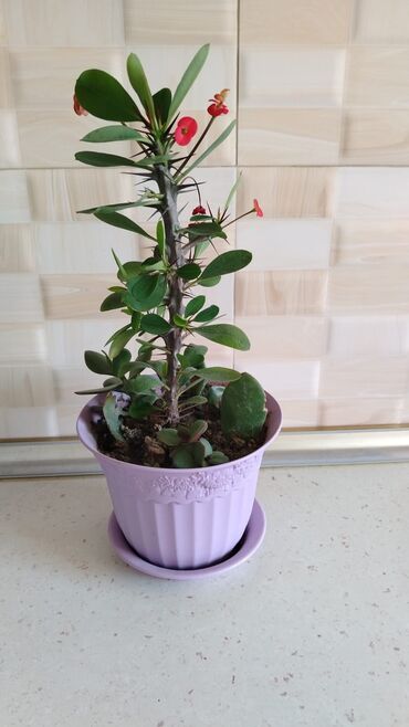 Otaq bitkiləri: Qazonlarınızı və bağlarınızı bəzəmək üçün uygundur. Gözəl görünüşü ilə -da lalafo.az — 6 Otaq bitkiləri: Qazonlarınızı və bağlarınızı bəzəmək üçün uygundur. Gözəl görünüşü ilə — 6