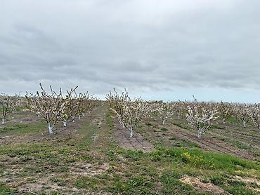 Torpaq sahələrinin satışı: 3000 sot — 21