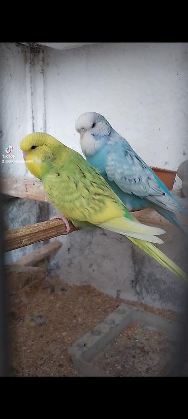 tutuquşu satışı az: Tutuqushu Tam saglam 1 ayliq balalar 30 40 azn — 2