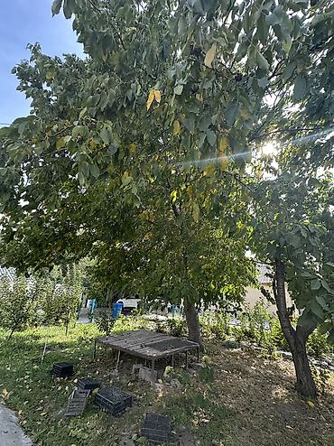 растительный грунт купить: Ель голубая (Picea pungens), декоративные уличные деревья Высота 5 — 4