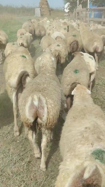 kənd toyuqlarinin satisi: Dişi, il: 1, Damazlıq, Pulsuz çatdırılma — 1