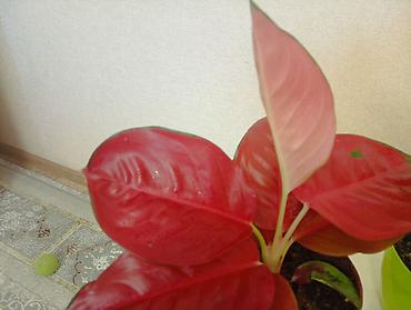 Бөлмө өсүмдүктөрү: Продаю Комнатные растения в горшках: цена 1000 сом 1) Аглаонема с — 5