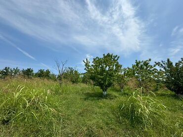 Torpaq sahələrinin satışı: 285 sot, Kənd təsərrüfatı, Mülkiyyətçi, Kupça (Çıxarış) — 6