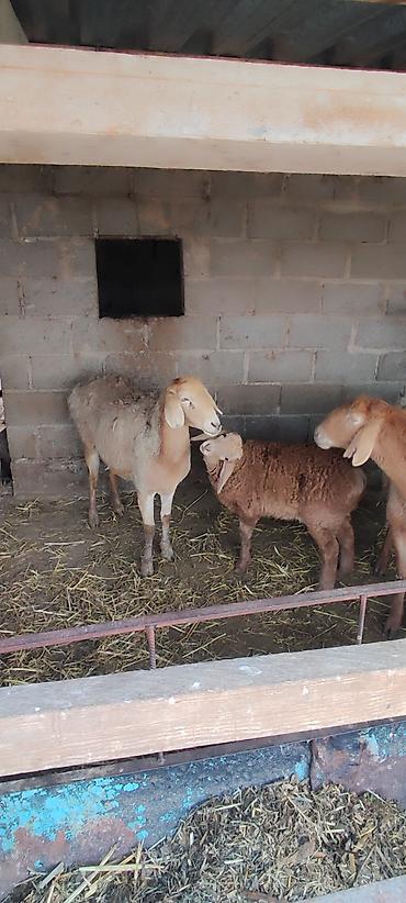 Баран, овца: Продаю | Овца (самка) | Арашан | Для разведения | Матка — 2