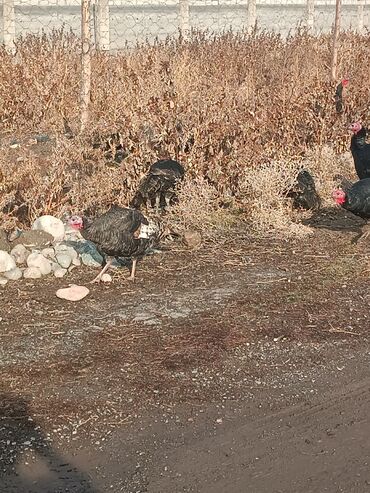 Индюки: Продаю | Индюшка (самка) | Черный принц | Для разведения | Племенные — 9