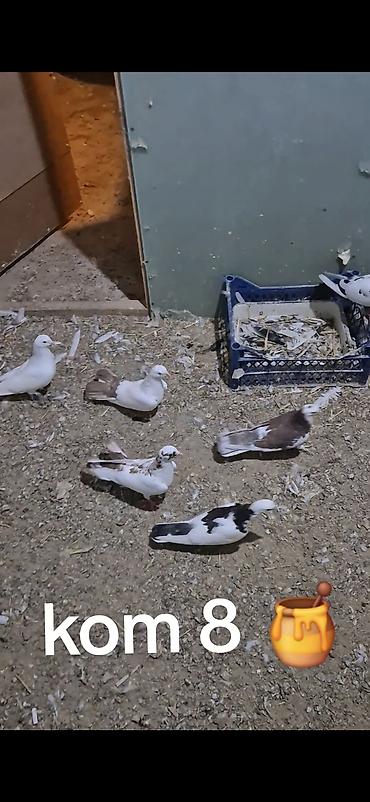 gence quşlar: Salam olsun hər kəsə 15 dənə tutulmadı kom sonu 8 manatdan Hövsanda — 7