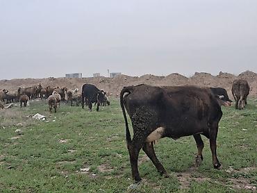 Коровы, быки: Продаю | Корова (самка) | Для разведения — 1