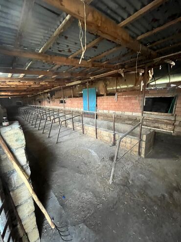 Torpaq sahələrinin satışı: Kənd təsərrüfatı — 25