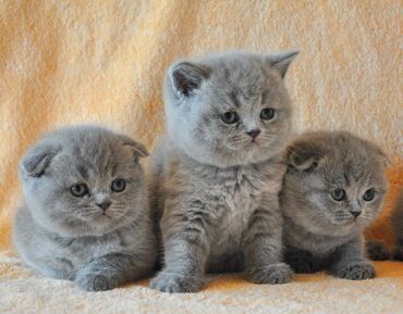 коты ош: Чистокровые Шотландцы от Родословной матери !Родились 12 мая . Открыта