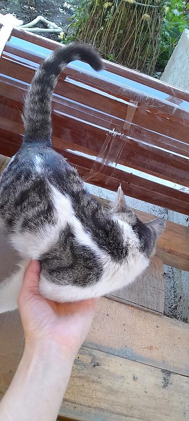 Отдам даром кошку: Кошка даром: Беспородная, Мальчик — 7