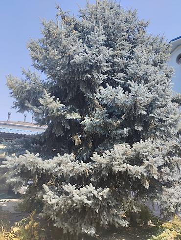 агротехника: Голубая ель (вероятно Picea pungens ‘Glauca’) — взрослое декоративное — 2
