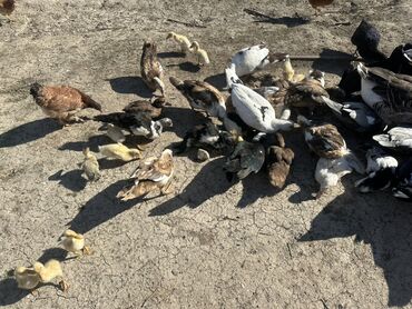 Ördəklər: Salam Aleykum Satılır Ördək Qaz Ördək Cücəsi Toyoq 36 Ədəd Lal Ördək — 8