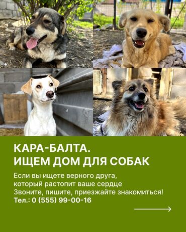 Кара-балта: ищем дом для собак, спасенных от отстрела! О каждой