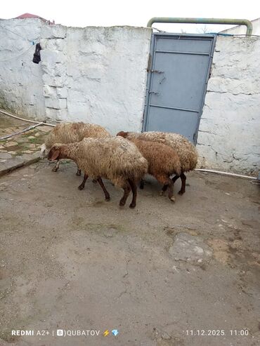 Qoyunlar, qoçlar: 3 qoyun 1 quzu satılır biri ana baladir dişi bala ilə kom 1.150 — 1