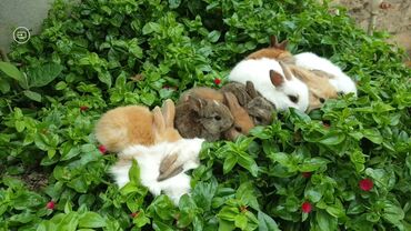 dovşan şəkilləri: Tam sağlam karlik dovşanlar. Tər təmiz gül kimi. 100% karlik