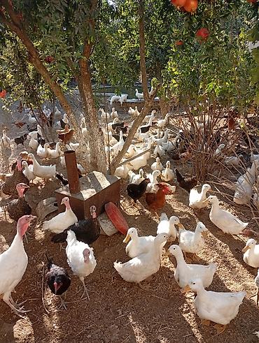 it dami satilir: Salam yekə ordekleri seslerine göre satıram hamsi satılır bugün — 1