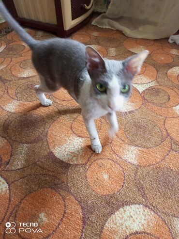голубая сибирская кошка: Отдам кошку Донской сфинкс. и все принадлежности. кошка к лотку