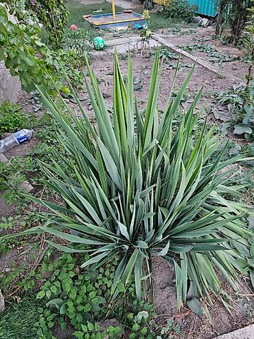 початки кукурузы: Юкка садовая (Yucca filamentosa) — декоративное многолетнее растение — 3