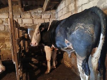 Dana, buzov: Dana, buzov, Erkək, Simental, ay: 1, 220 kq, Ətlik, Ünvandan götürmə -da lalafo.az — 7 Dana, buzov: Dana, buzov, Erkək, Simental, ay: 1, 220 kq, Ətlik, Ünvandan götürmə — 7