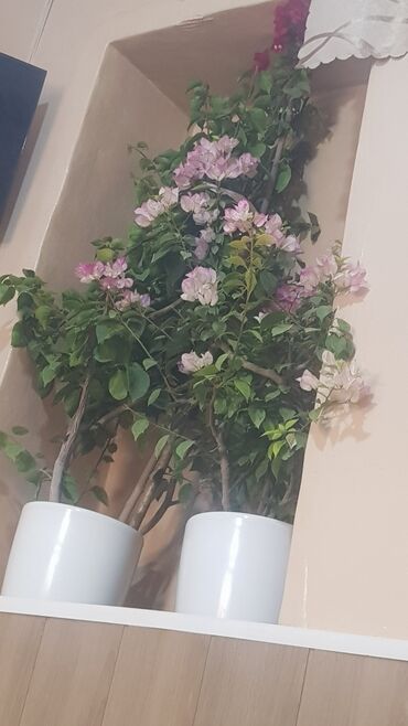 көмүр бишкек: БУГЕНВЕЛИЯ