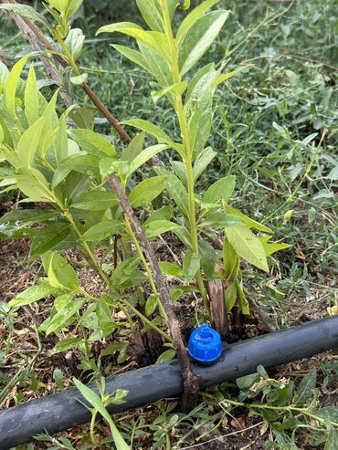 обучение настольному теннису: КАПЕЛЬНЫЙ ПОЛИВ “ПОД КЛЮЧ” 💧🌿 Установим систему, которая поливает