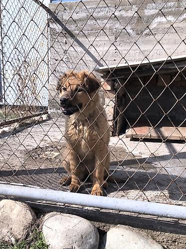 Продажа собак: Овчарка, 4 месяца, Самка — 10