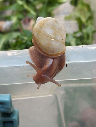 Другие животные: Продаю улиток Ахатинцев, . для использования косметических процедур — 16
