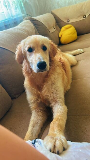 Akvarium aksessuar və ləvazimatları: Retriever, 6 ay, Erkek, Peyvəndli, Ünvandan götürmə