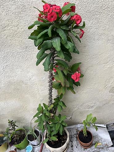 Молочаи: Молочай (Euphorbia milii, «Корона Христа») в горшке. - Высокий куст — 1