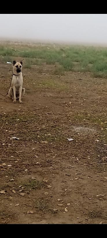 it: Kanqal, 1 il, Dişi — 2