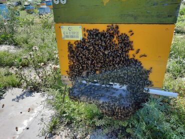 Bal: 100% qarantiya verilir təbii olduğuna! . 100% Təbii Bal zəmanət -da lalafo.az — 26 Bal: 100% qarantiya verilir təbii olduğuna! . 100% Təbii Bal zəmanət — 26