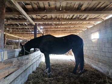купить щенка немецкой овчарки: Польская порода. Бээ тортту тууган. Бою 175см, чон бээ. Бээ Ош жакта