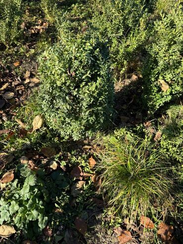 Şitillər: Şimşir tingləri satıram. Onlar dekorativ haşiyələr, hedcinqlər və — 24