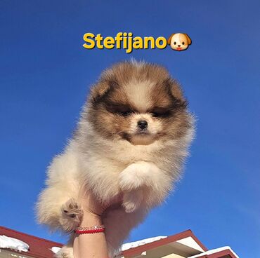 Psi: Pomeranac Boo. Vrhunski stenci pomeranca, minijaturnog patuljastog — 8