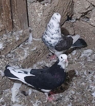 toy quşu: Çil döş agbaş erkek, qara agbaş maya hazır cütdülər. Tam saglam