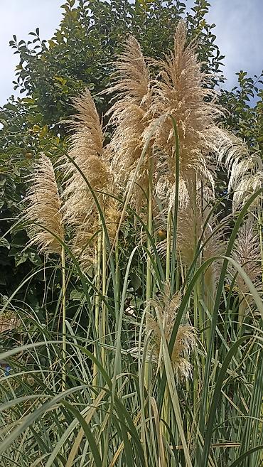 col bitkiləri: Pampas otu (Cortaderia selloana) – dekorativ hündür bəzək otu - Uzun — 1