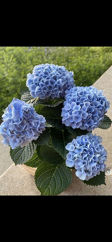 Digər bitkilər: Məhsul: Saksıda hortensiya (Hydrangea) - Rənglər: mavi, bənövşəyi — 2
