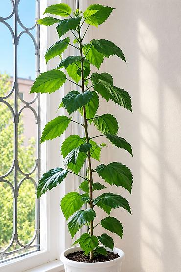 🌺 Продаю красивое комнатное растение, отлично украсит дом или офис ✨ 📍 at lalafo.kg 🌺 Продаю красивое комнатное растение, отлично украсит дом или офис ✨ 📍