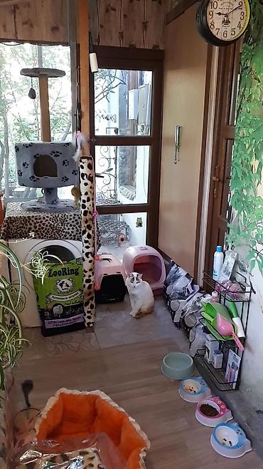 ищу котят: Кото-гостиница! Гостиница для котиков! Платная передержка кошечек — 7
