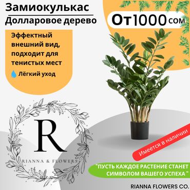 доллар цветы: Замиокулькас (Долларовое дерево) — стильное и неприхотливое растение