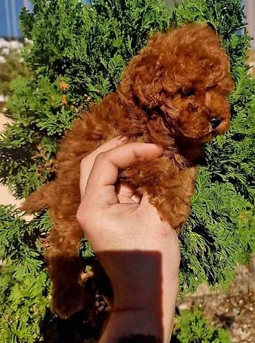 samojed mini: Najmanje pudle, od najlepsih roditelja u Evropi samo u — 5