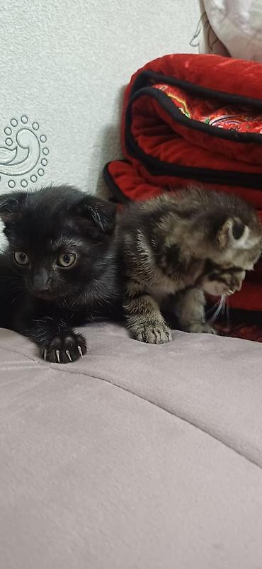 куплю коня: Шотландские вислоухие котята - Окрас: один котёнок чёрный, второй — — 1