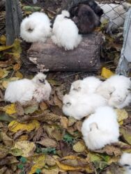 куплю свиней живым весом срочно: Продаю | Куры, Петух