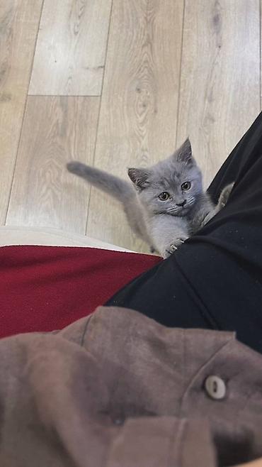 сколько стоит кошка вислоухая: 🐾 Продаётся котёнок, 3 месяца Очень игривый, ласковый и активный — 2